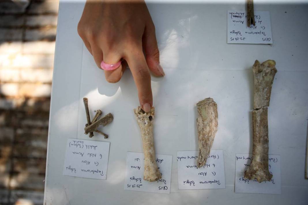 Çorum'da ilginç kazı! Hititler neler yiyormuş öyle... Kaplumbağadan domuza... 6